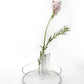 Ghost Pipe flower vase