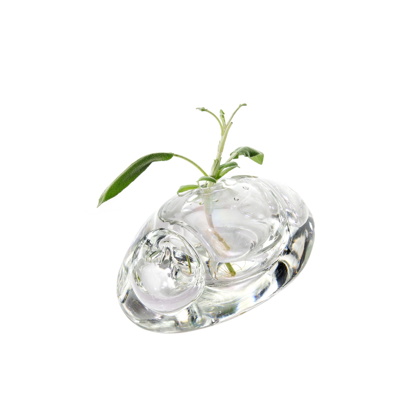 Sprouting Vase (Special Edition 1)